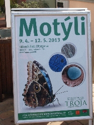Výstava Motýli
