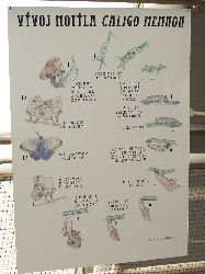 Panel II
